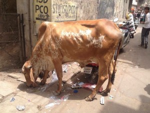 Take A Walk With Me In India