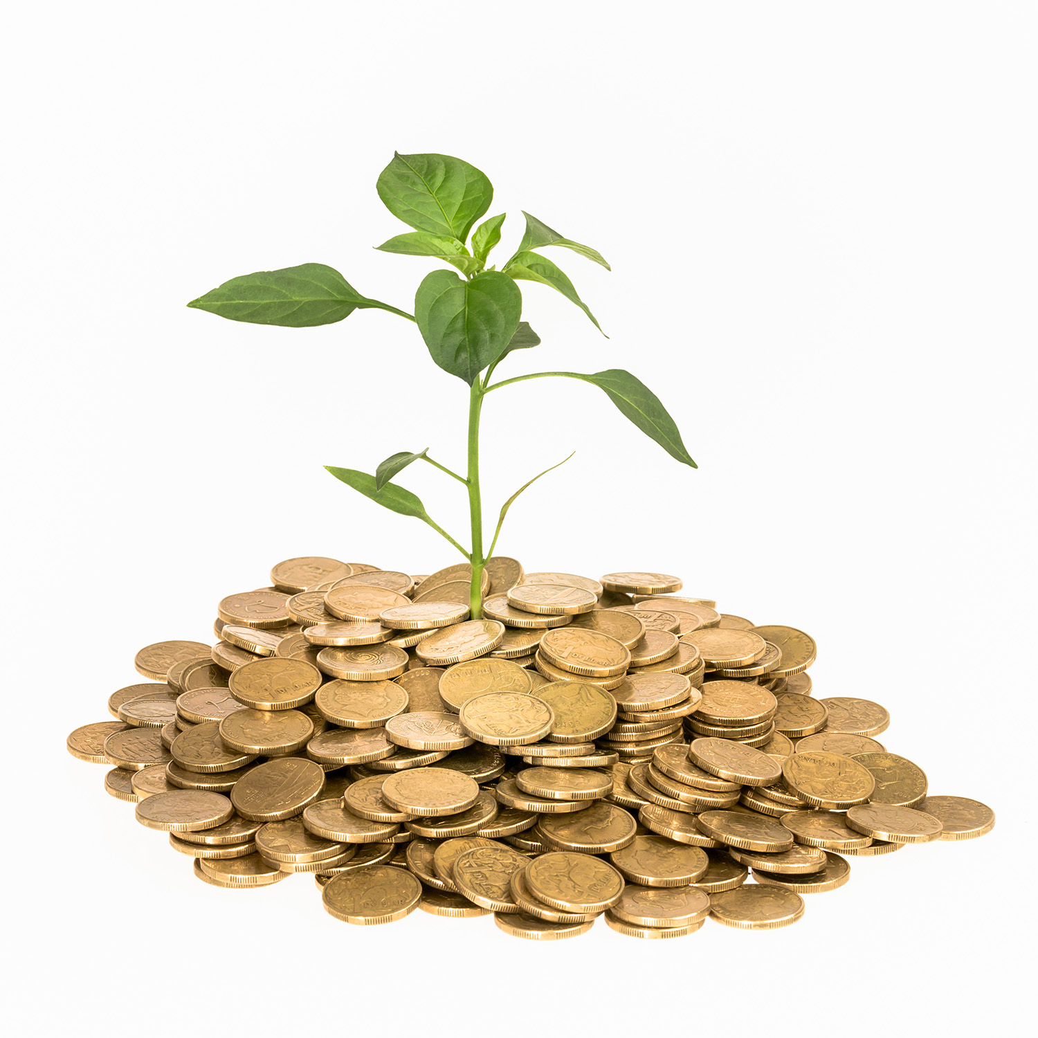 Financial Freedom in the New Year